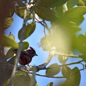 Red Pileated Finch (Coryphospingus cucullatus)
