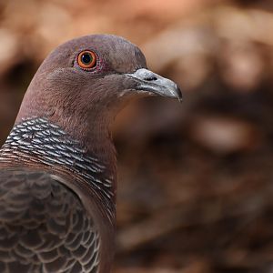Picazuro Pigeon (Patagioenas picazuro)
