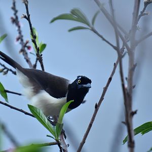 White-naped Jay (Cyanocorax cyanopogon)