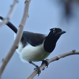 White-naped Jay (Cyanocorax cyanopogon)