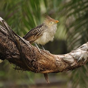 Guira Cuckoo (Guira guira)