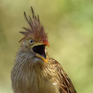 Guira Cuckoo (Guira guira)