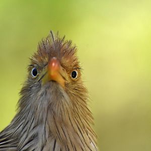 Guira Cuckoo (Guira guira)