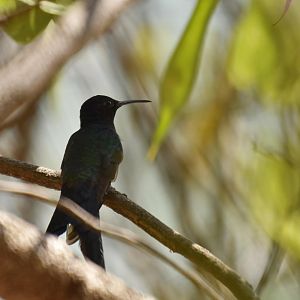 Swallow-tailed Hummingbird (Eupetomena macroura)