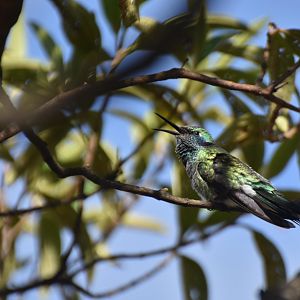 White-Vented Violetear (Colibri serrirostris)