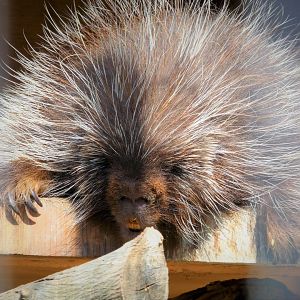 North American Porcupine - Peanut