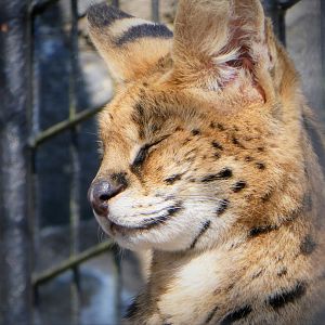 Serval
