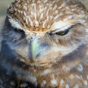 Western Burrowing Owl