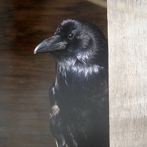 Eagle Ridge - Common Raven