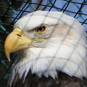 Eagle Ridge - Bald Eagle