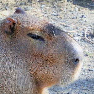 South America - Capybara