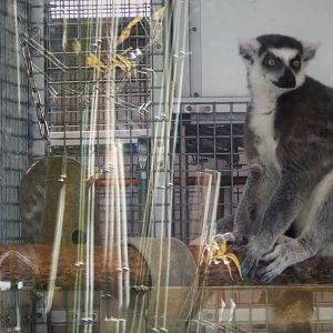 Madagascar - Ring-tailed Lemur in Holding