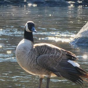Canada Goose