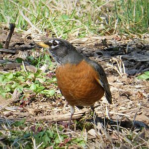 American Robin
