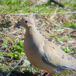 Mourning Dove