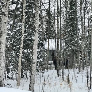 Moose - Alaska