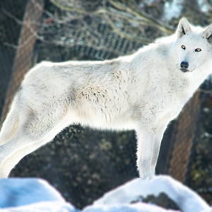 Feb. 2021 - Arctic Encounter - Grey Wolf