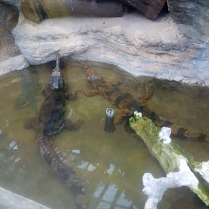 False/Sunda Gharials