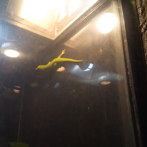 Madagascan Giant Day Gecko