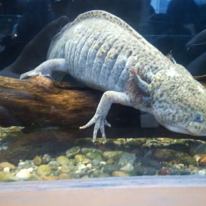 Axolotl