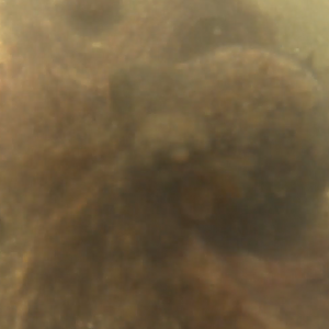 Common New Zealand Octopus