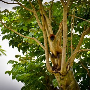 Black-handed Spider Monkey in Tree