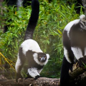 Black-and-white Ruffed Lemurs (Varecia variegata)