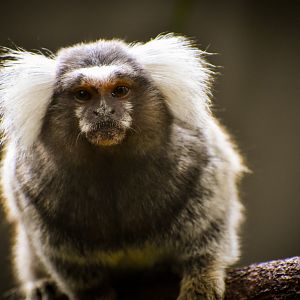 Common Marmoset (Callithrix jacchus)