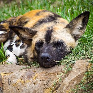 African Wild Dog (Lycaon pictus)