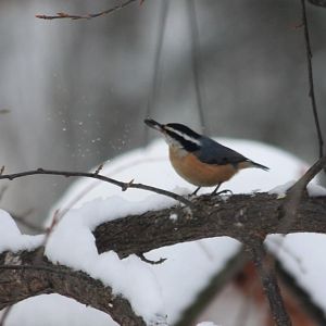 Red-breasted Nuthatch - Alaska