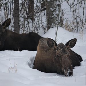 Moose - Alaska