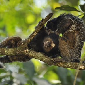 Black-pencilled marmosets (Callithrix penicillata)