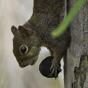 Guianan squirell (Sciurus aestuans)