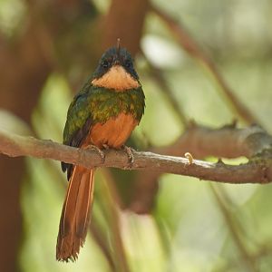 Rufous-tailed Jacamar (Galbula ruficauda)