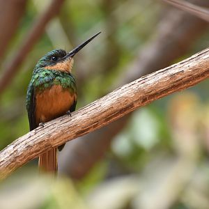 Rufous-tailed Jacamar (Galbula ruficauda)