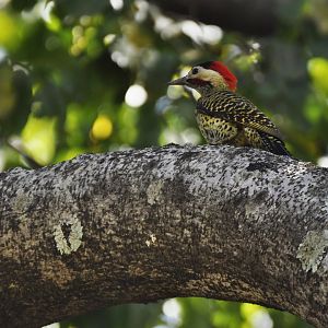 Green-barred Woodpecker (Colaptes melanochloros)