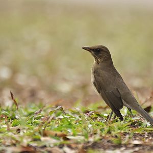 Creamy-bellied Thrush (Turdus amaurochalinus)