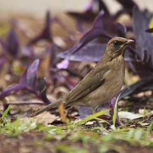 Creamy-bellied Thrush (Turdus amaurochalinus)