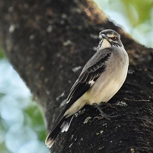 Grey Monjita (Xolmis cinereus)