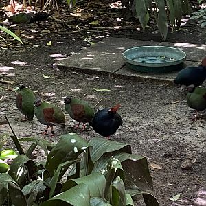 Crested Wood Partridge (Rollulus roulroul)
