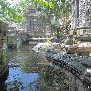 Asian small-clawed otter exhibit [2016]