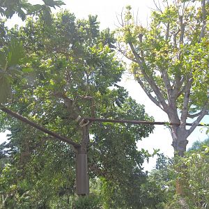 Binturong exhibit [2016]