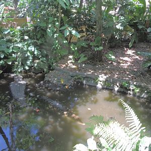 Saltwater crocodile exhibit [2016]