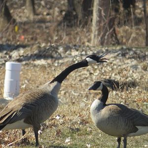 Canada geese conversation