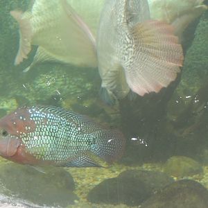 jack dempsy cichlid?