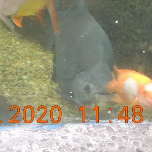 pacu and unknown fish