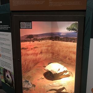 Hafrican Pygmy Hedgehog