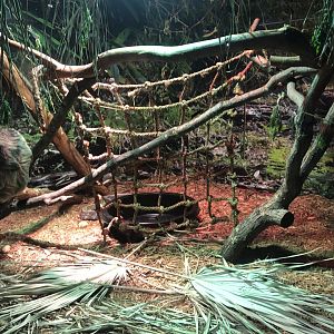 Two-toed sloth enclosure
