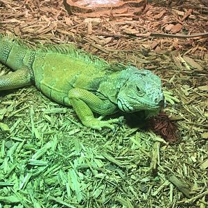 Green iguana