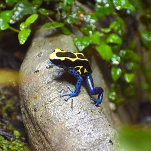 Dyeing Poison Dart Frog (Dendrobates tinctorius)